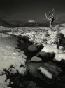 Dead Tree