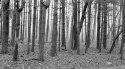 Michigan Pines