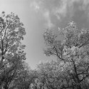 Oaks along Blueberry Trail