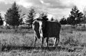 cow and calf