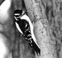 Downy Woodpecker