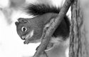 Squirrel 1