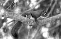 Squirrel 2