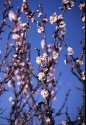 Spring apricot blossoms