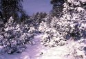Elk Trail-North entrance