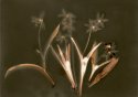 Spring Scilla