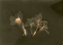 Crocus 1
