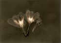 Crocus 2