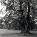 Sequoia