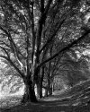 Beech Avenue