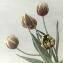 Tulips with watercolor