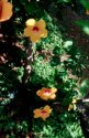 Hibiscus orange