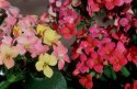 pink and red calocha