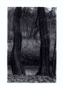 Two trees