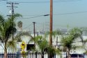 SoCal Palms