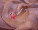 100swmaple-leaf-wet-sand