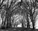 St Ann's Park Ireland