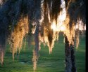 Spanish Moss