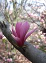 Another magnolia