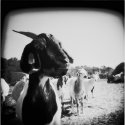zip the goat