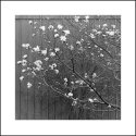 Barnside Blossoms