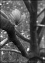 Chinese Magnolia with Chinese Camera