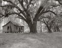 oaks and hut