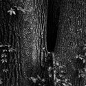 bark and leaves