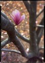 Chinese Magnolia