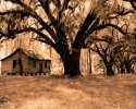 oaks and hut 2