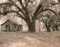 oaks and hut 3
