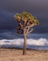 joshua-tree-before-storm