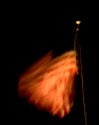 American-flag-web