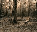 fallen in backyard