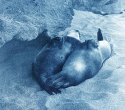Sealions in love..