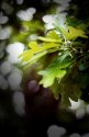bur oak