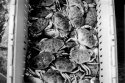Haymarket crabs