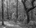 middle path