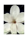 Magnolia Vertical Spring 2009