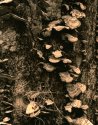 lichen lith