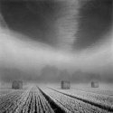 Bales in the mist