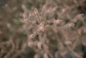 pink-plant
