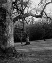 Oaks, Late Evening
