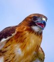 Hawk
