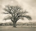 At Play Under the Cottonwood