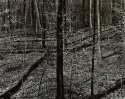 Forest Rhythms