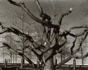 Tarantula Tree