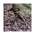 Pink blossoms and tree 2009