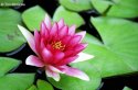 Pond Flower