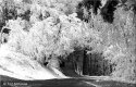 Ice Storm